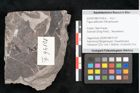 Foto (Detailansicht) von Fagus wilkinsoni Ettingshausen (NHMW-GEO-2024-0188-10146b)